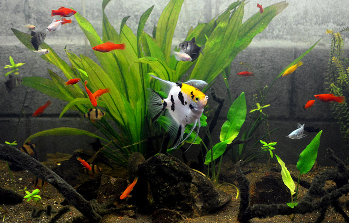 Angelfish - General Care and Breed Info 