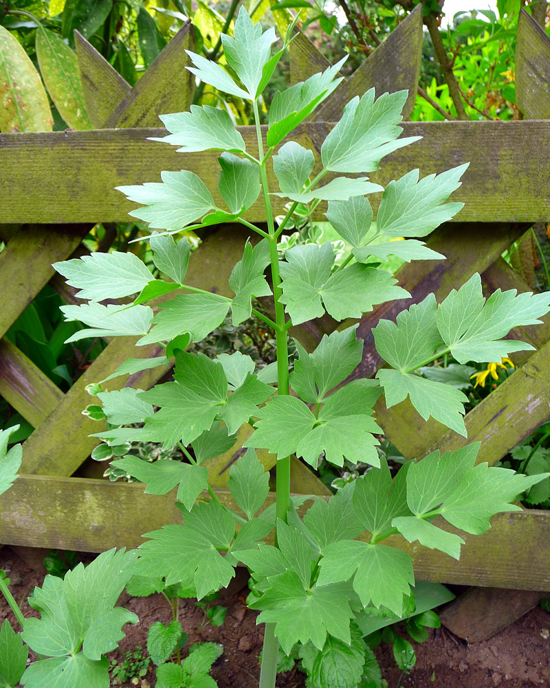 How to Grow Big and Beautiful Lovage