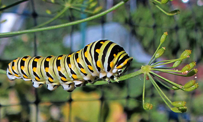 Which Caterpillars Eat My Garden Plants And Vegetables?