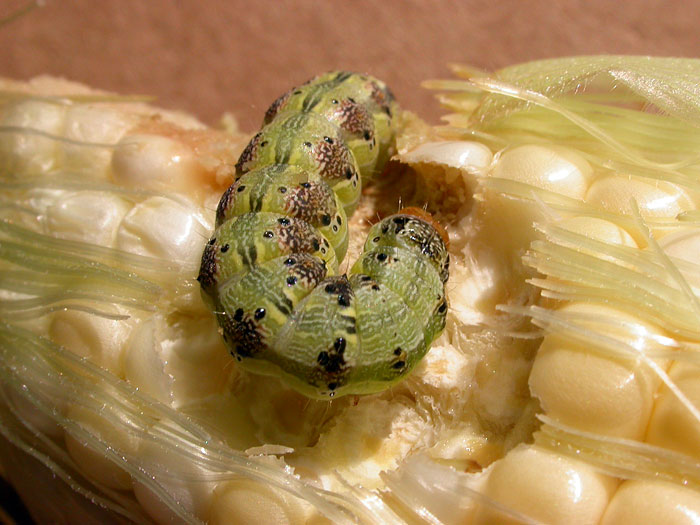 Which Caterpillars Eat My Garden Plants And Vegetables?