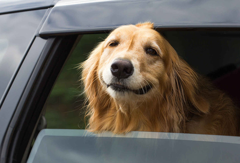 Dogs Behavior - Why do Dogs Like Car Rides?