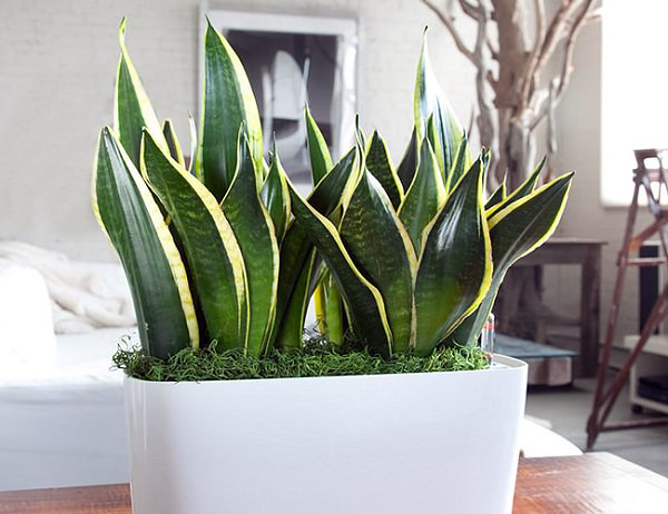 15 Easy to Grow Houseplants For Beginners