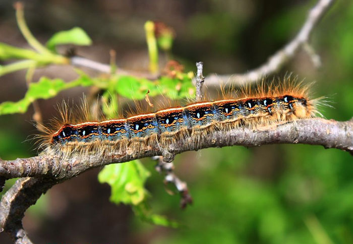 Which Caterpillars Eat My Garden Plants And Vegetables?