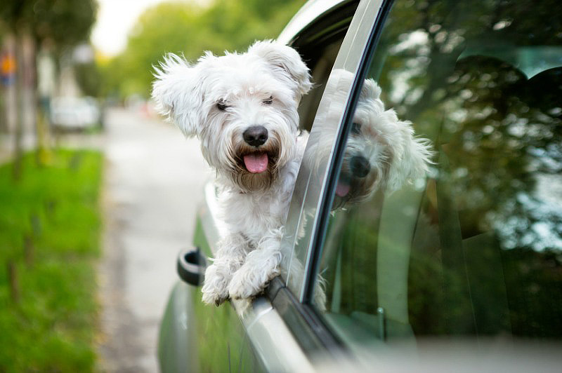 Dogs Behavior - Why do Dogs Like Car Rides?