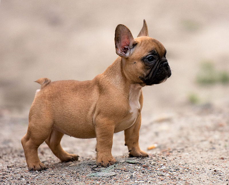 which is the smallest dog breed in the world