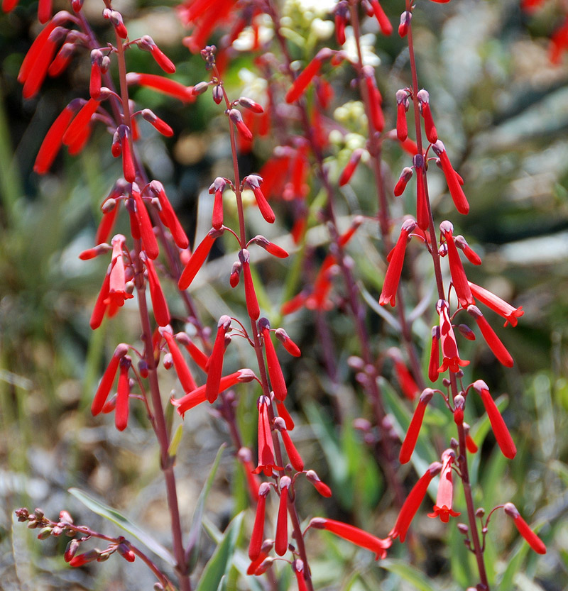 Grow These 10 Easy Perennials From Seed