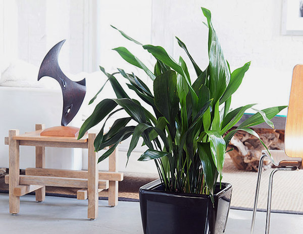 15 Easy to Grow Houseplants For Beginners