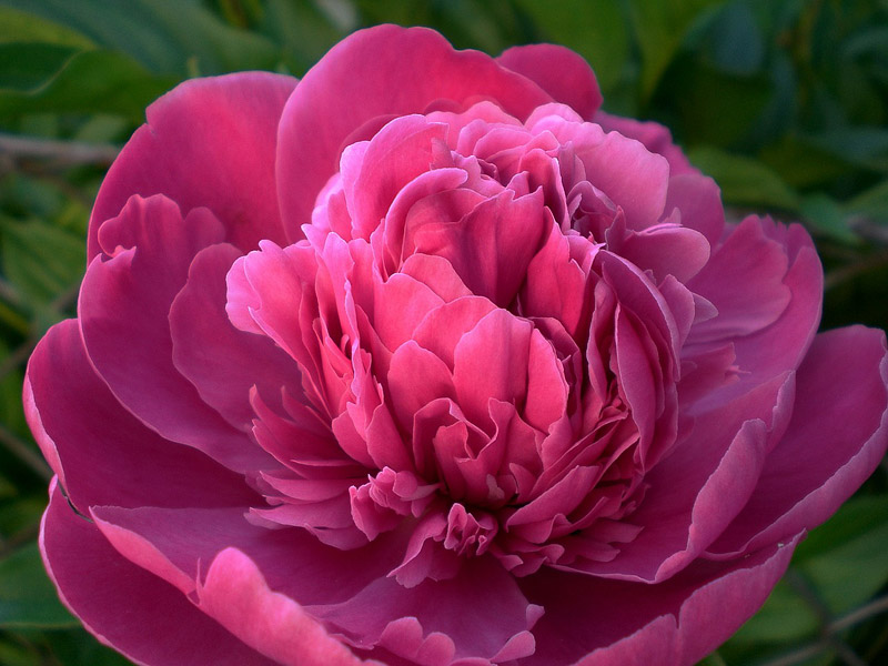 Peonies: How to Plant, Grow and Care for Peony Plants