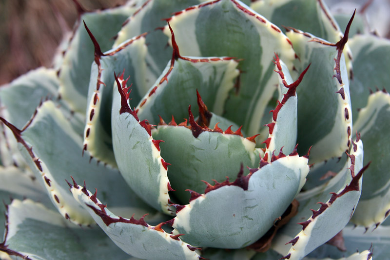 Everything You Need to Know About Succulents