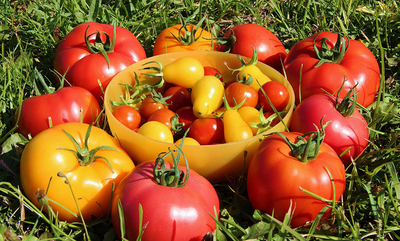 Tomatoes Nutritional Value - Which Type to Plant?