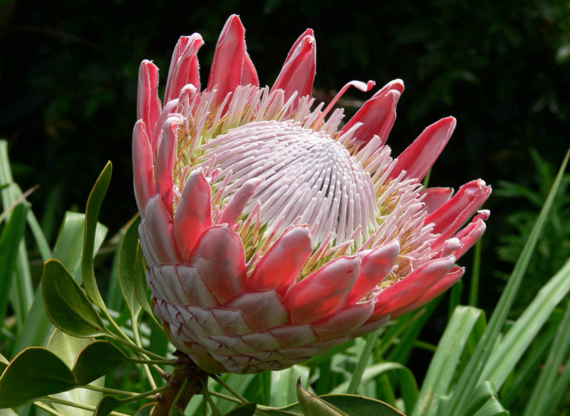 Protea - Taking after Proteus the Son of Poseidon