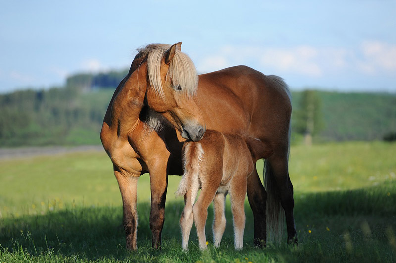 30 Fascinating and Interesting Facts About Horses