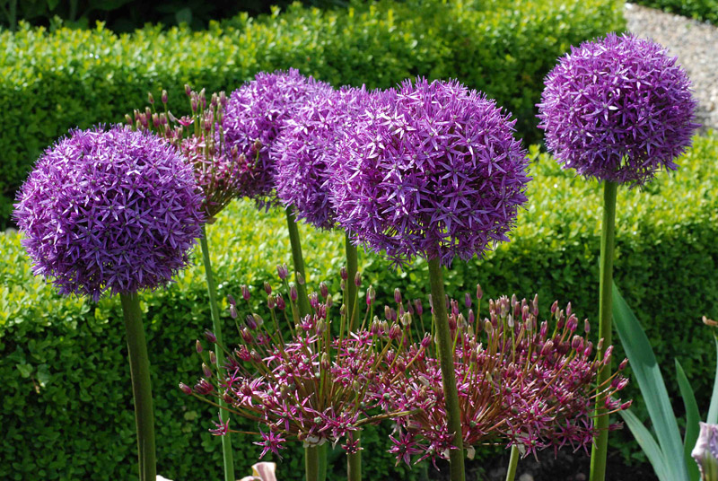 Grow These 10 Easy Perennials From Seed