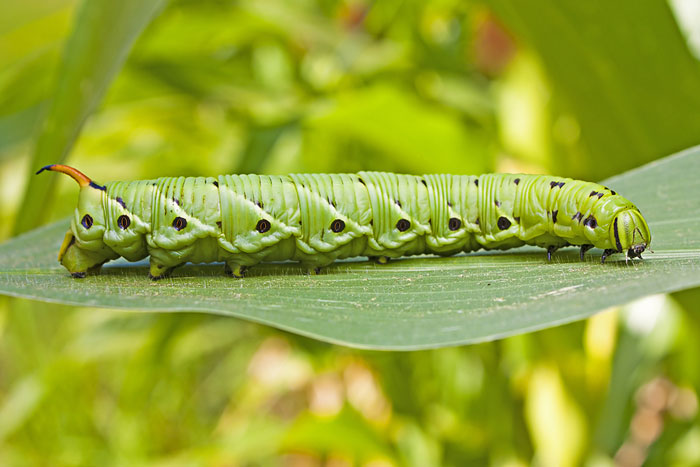 Which Caterpillars Eat My Garden Plants And Vegetables?