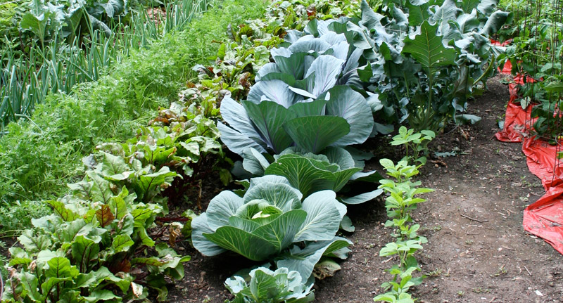 7 Things First Time Gardeners Should Know