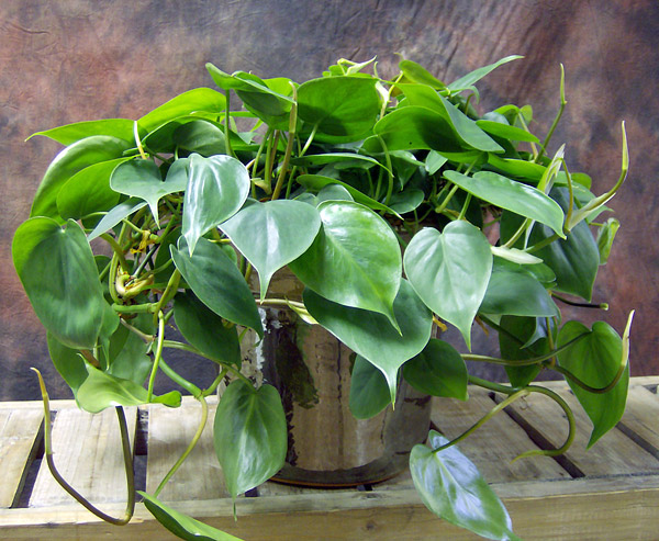 15 Easy to Grow Houseplants For Beginners