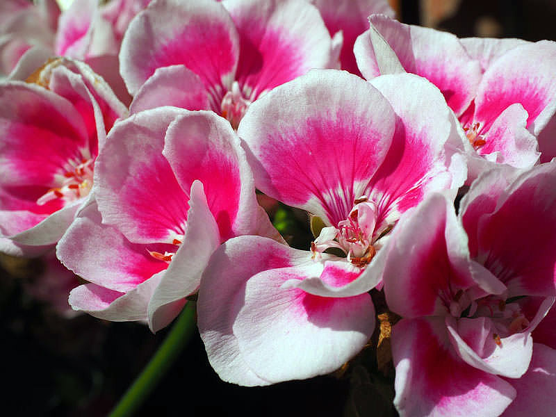 Most Beautiful Flowers For Hanging Baskets