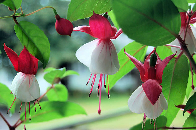 Most Beautiful Flowers For Hanging Baskets