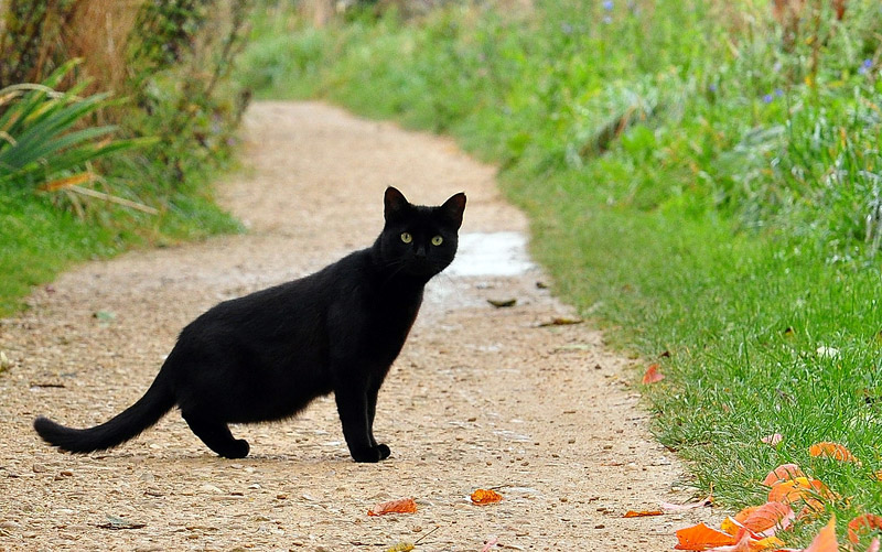 The Origins of the 13 Most Common Superstitions