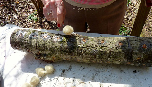 How to Grow Your Own Shiitake Mushrooms