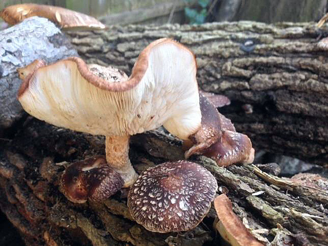 How to Grow Your Own Shiitake Mushrooms