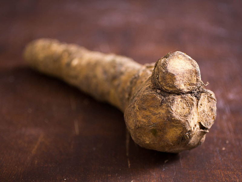 How To Grow and Prepare Horseradish