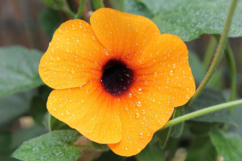 Most Beautiful Flowers For Hanging Baskets