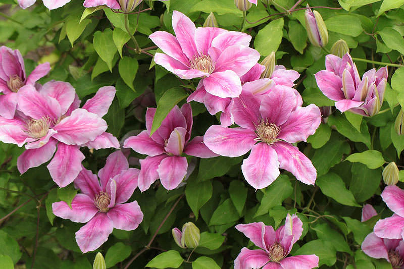 Most Beautiful Flowers For Hanging Baskets