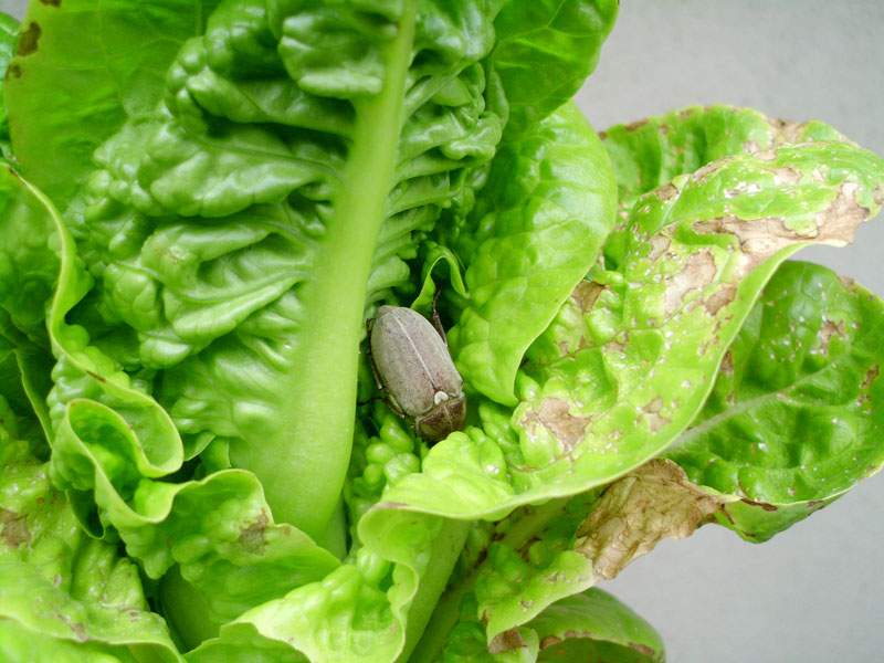 Common Spinach Growing Problems 