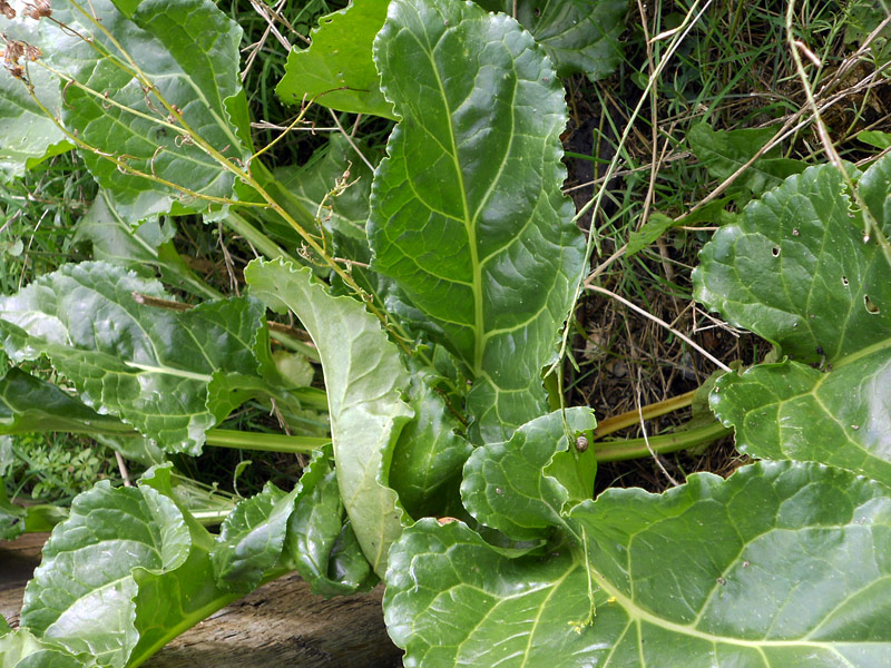 How To Grow and Prepare Horseradish