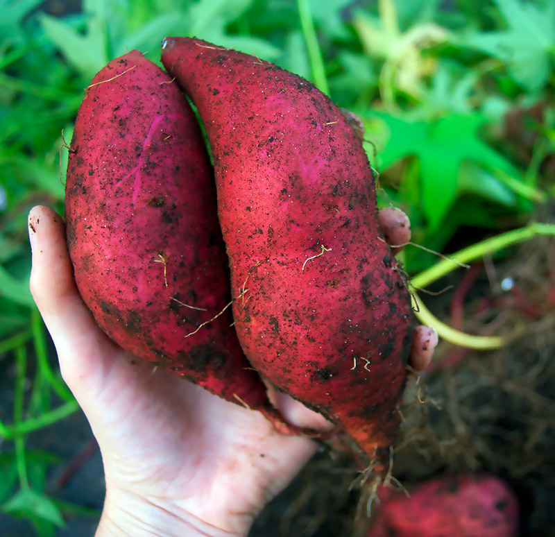 How to Plant and Grow Sweet Potatoes