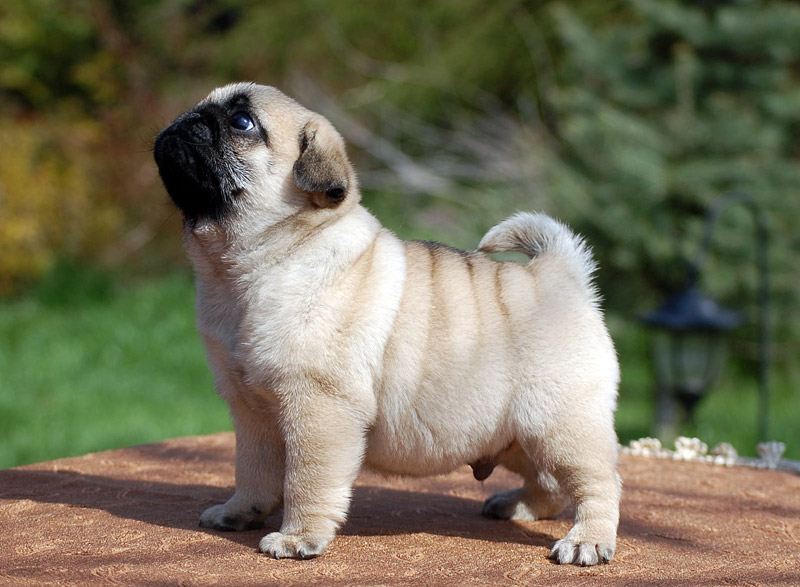 10 Smallest Dog Breeds in the World