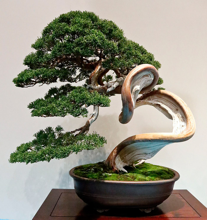 Selecting the Right Bonsai for Your Home