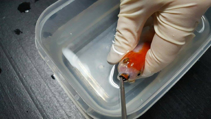 Brisbane woman pays $500 to save her $12 goldfish