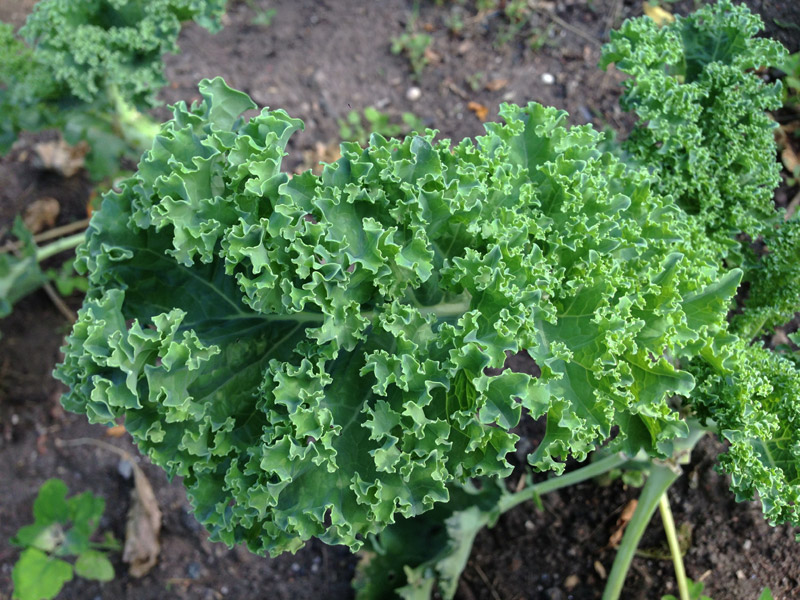 Gardening Guide - How to Grow Kale and Collards