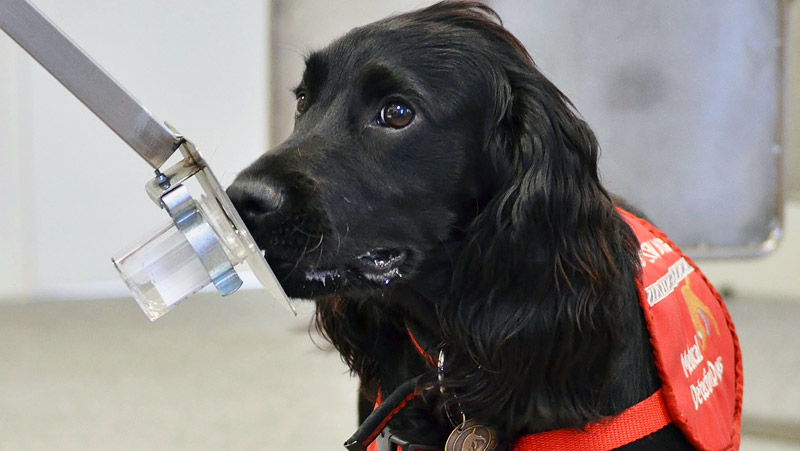 6 Medical Conditions that Dogs Can Sniff Out