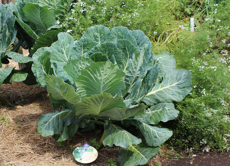 Gardening Guide - How to Grow Kale and Collards