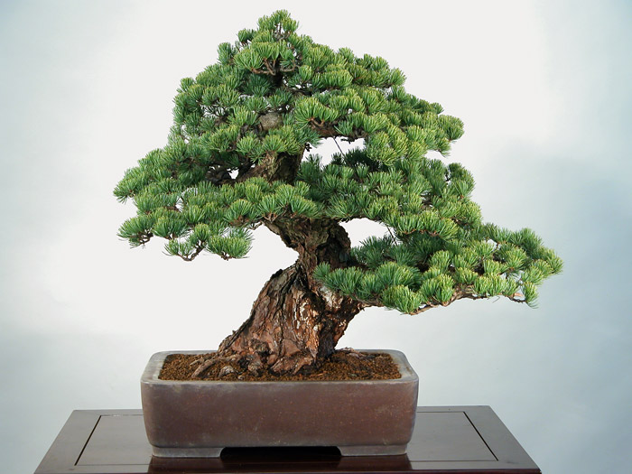 Selecting the Right Bonsai for Your Home