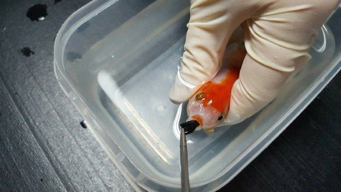 Brisbane woman pays $500 to save her $12 goldfish