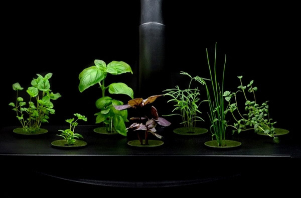 Indoor Hydroponic Systems - Easy Home Garden