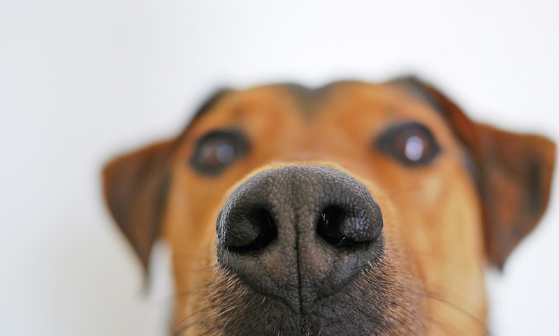 6 Medical Conditions that Dogs Can Sniff Out