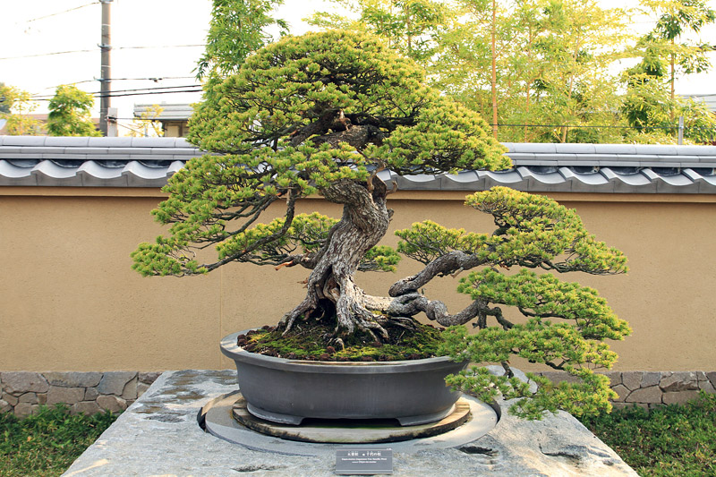 How to Care for Your Bonsai Tree