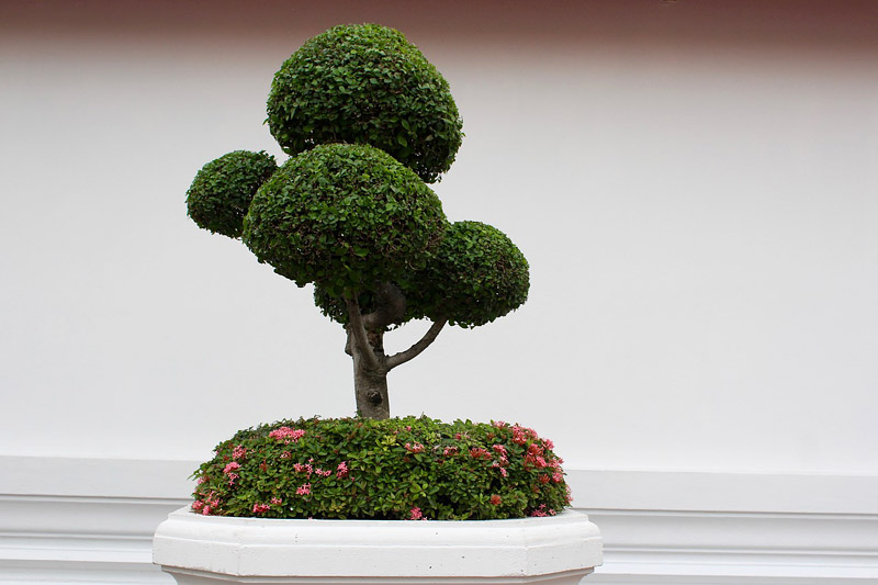 How to Care for Your Bonsai Tree