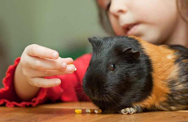 What do Children Learn from Keeping Pets