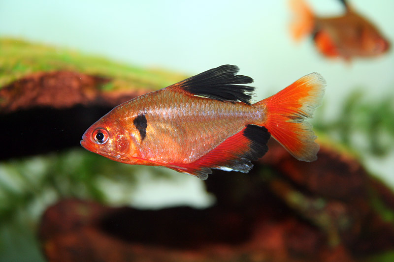 Tetra Fish Info: 5 Most Popular Tetra Fish Types