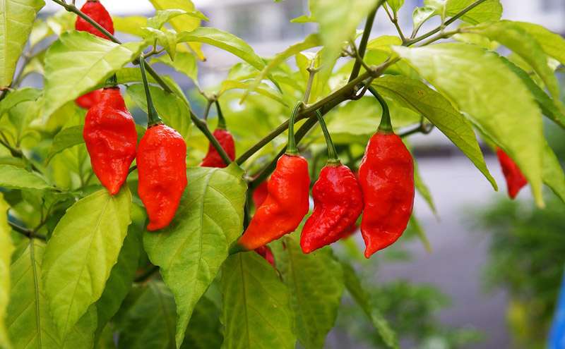 Top 10 Hottest Peppers in The World 2016