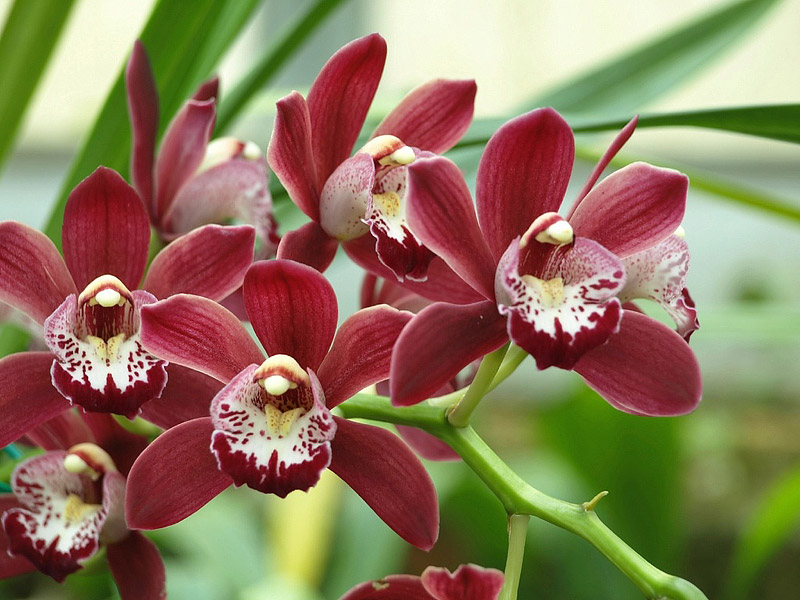 The Total Guide To Growing Beautiful Orchids