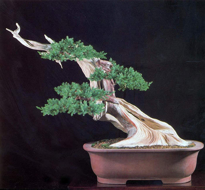 Selecting the Right Bonsai for Your Home