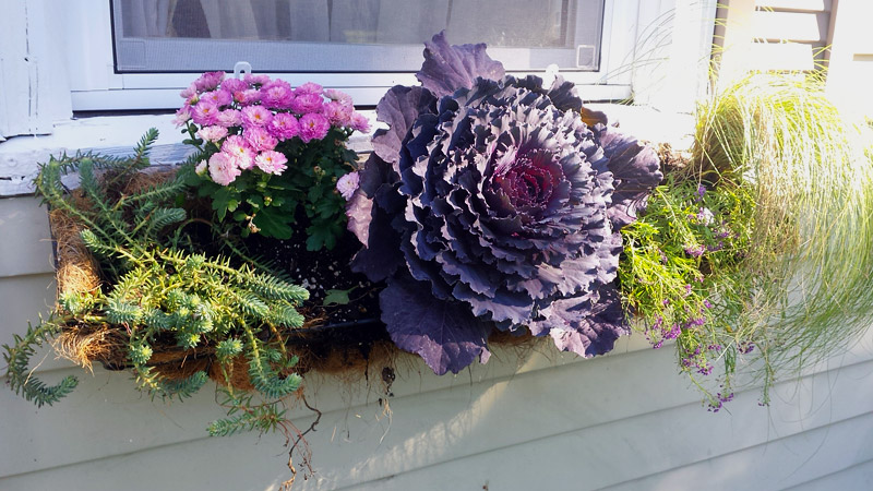 Outdoor Decoration - Fall Flower Boxes Ideas