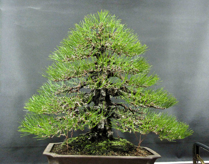 Selecting the Right Bonsai for Your Home